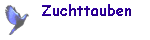 Zuchttauben